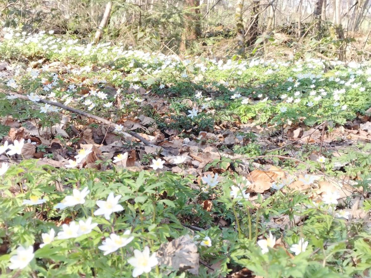 Les Hortensias La Souris Des Champs Étival-Clairefontaine Екстериор снимка